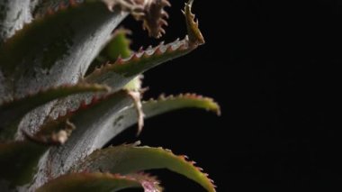 Makrografi, taze bir ananas mantarının karmaşık ayrıntıları koyu siyah bir arkaplan karşısında sahne alır. Her makro çekim mantarın dokusunu ve benzersizliğini gösteriyor. Kapatın. Geliştirilebilir.