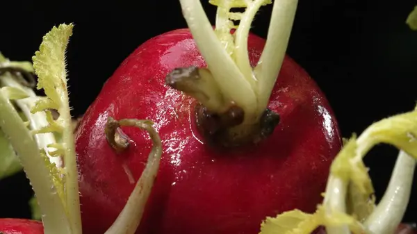 stock image Macrography of radishes steal the spotlight against a bold black background. Each radish is meticulously captured in stunning detail, showcasing its vibrant colors and unique texture. Comestible.