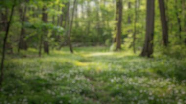 Güneş ışığının bulanık arkaplanı çimenli ağaçların arasında parlıyor. Hafif doğa fotoğrafçılığı. Huzurlu doğa ve yalnızlık kavramı. Rahatlama ve meditasyon alanları için tasarım. - Temiz. Aktar.