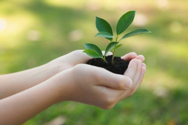Ormanların yeniden ağaçlandırılması ve uzun vadeli çevresel sürdürülebilirlik konusundaki çevre bilincinin desteklenmesi, sürdürülebilir bir gelecek için daha yeşil doğayı beslemek amacıyla çocuk bitki ya da verimli topraklarda filizlenir. Döngü