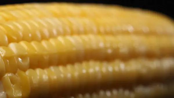 Stock image A close up view of fresh corn reveals a golden yellow kernel with against a black background. This plump and nutrient-rich gem boasts a glossy sheen, hinting at its sweet and buttery. Comestible.