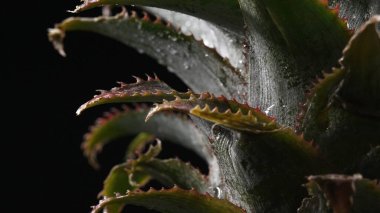 Makrografi, taze bir ananas mantarının karmaşık ayrıntıları koyu siyah bir arkaplan karşısında sahne alır. Her makro çekim mantarın dokusunu ve benzersizliğini gösteriyor. Kapatın. Geliştirilebilir.