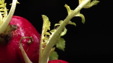 Dilimlenmiş taze turpun yakın çekimi siyah arka planda patlar. Canlı kırmızı et, karanlığa karşı bir işaret. Bu basit kompozisyon turpların eşsiz güzelliğini vurguluyor. Geliştirilebilir.