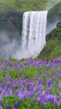 Yazın İzlanda kırsalındaki görkemli Skogafoss Şelalesi manzarası. Skogafoss şelalesi İzlanda ve Avrupa 'nın en ünlü doğal ve turistik beldesidir..