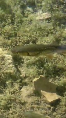 Suda yüzen balıklarla dolu temiz sığ bir su. Hırvatistan 'ın Plitvice Göllerinde vuruldu. Plitvice Lakes Ulusal Parkı, Hırvatistan 'ın orta kesimindeki Karst Dağı' ndaki UNESCO Dünya Mirası..