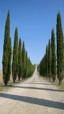 Yavaş çekim dengeli çekim - Tuscany yolu boyunca sürücünün POV 'u tarafından İtalya' nın kırsal kesiminde ünlü selvi ağaçları kürek çekiyor. Selvi ağacı, İtalya 'yı ziyaret eden turistler için Toskana' nın imzasını tanımladı.