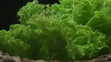 Makrografi, taze marul yaprakları siyah arka planda göze çarpar, çarpıcı bir görsel kontrast yaratır. Her yakın çekim marulun karmaşık detaylarını ve dokusunu yakalar. Geliştirilebilir.