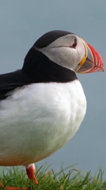Atlantik martısı, İzlanda 'daki Auk familyasından bir deniz kuşu türüdür. İzlanda, Norveç, Faroe Adaları, Kanada 'daki Labrador bu marihuananın büyük kolonisi olarak bilinir..