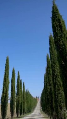 Yavaş çekim dengeli çekim - Tuscany yolu boyunca sürücünün POV 'u tarafından İtalya' nın kırsal kesiminde ünlü selvi ağaçları kürek çekiyor. Selvi ağacı, İtalya 'yı ziyaret eden turistler için Toskana' nın imzasını tanımladı.