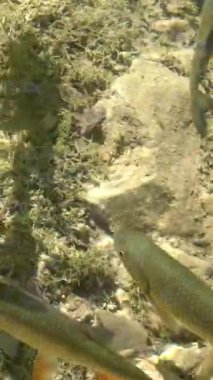 Suda yüzen balıklarla dolu temiz sığ bir su. Hırvatistan 'ın Plitvice Göllerinde vuruldu. Plitvice Lakes Ulusal Parkı, Hırvatistan 'ın orta kesimindeki Karst Dağı' ndaki UNESCO Dünya Mirası..