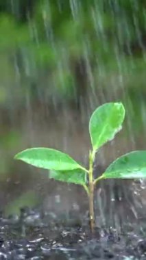 Yağmurda filizlenen ağaçların yavaş çekimleri. Yeşil çevre, bahçıvanlık, ekoloji, sürdürülebilirlik kavramı.
