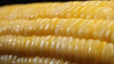 Taze mısırın yakından bakıldığında siyah arkaplanı olan altın sarısı bir çekirdek görülüyor. Bu tombul ve besin değeri yüksek mücevher, tatlı ve tereyağlı olduğunu ima eden parlak bir parıltıya sahip. Geliştirilebilir.