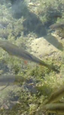 Suda yüzen balıklarla dolu temiz sığ bir su. Hırvatistan 'ın Plitvice Göllerinde vuruldu. Plitvice Lakes Ulusal Parkı, Hırvatistan 'ın orta kesimindeki Karst Dağı' ndaki UNESCO Dünya Mirası..