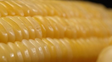 Taze mısırın yakından bakıldığında siyah arkaplanı olan altın sarısı bir çekirdek görülüyor. Bu tombul ve besin değeri yüksek mücevher, tatlı ve tereyağlı olduğunu ima eden parlak bir parıltıya sahip. Geliştirilebilir.