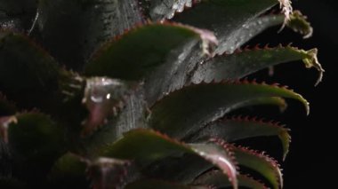 Makrografi, taze bir ananas mantarının karmaşık ayrıntıları koyu siyah bir arkaplan karşısında sahne alır. Her makro çekim mantarın dokusunu ve benzersizliğini gösteriyor. Kapatın. Geliştirilebilir.