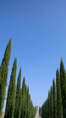 Yavaş çekim dengeli çekim - Tuscany yolu boyunca sürücünün POV 'u tarafından İtalya' nın kırsal kesiminde ünlü selvi ağaçları kürek çekiyor. Selvi ağacı, İtalya 'yı ziyaret eden turistler için Toskana' nın imzasını tanımladı.