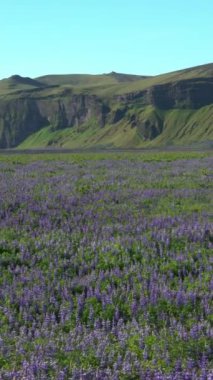 Vik İzlanda 'daki Lupine çiçek tarlası. Alaska 'nın geniş manzarası..