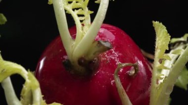 Turp makrografisi koyu siyah arka plana karşı ilgi odağı oluyor. Her turp titiz bir şekilde çarpıcı detaylarla yakalanır, canlı renklerini ve eşsiz dokusunu gösterir. Geliştirilebilir.