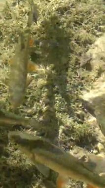 Suda yüzen balıklarla dolu temiz sığ bir su. Hırvatistan 'ın Plitvice Göllerinde vuruldu. Plitvice Lakes Ulusal Parkı, Hırvatistan 'ın orta kesimindeki Karst Dağı' ndaki UNESCO Dünya Mirası..