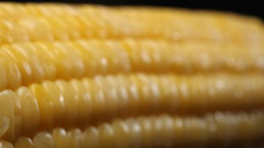 A close up view of fresh corn reveals a golden yellow kernel with against a black background. This plump and nutrient-rich gem boasts a glossy sheen, hinting at its sweet and buttery. Comestible. clipart