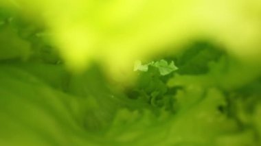 Makrografi, taze marul yaprakları siyah arka planda göze çarpar, çarpıcı bir görsel kontrast yaratır. Her yakın çekim marulun karmaşık detaylarını ve dokusunu yakalar. Geliştirilebilir.