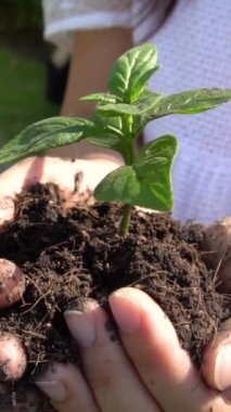 Yavaş çekim, elinde ağaç filizi tutan kadının yakın çekim görüntüsü. Yeşil çevre bakımı, sürdürülebilirlik gelişimi, küresel ısınma koruması, bahçıvanlık ve tarım kavramı.