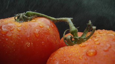 Macrography, tomatoes nestled within a rustic wooden basket are showcased against a dramatic black background. Each close-up shot captures the rich colors and textures of the tomatoes. Comestible. clipart