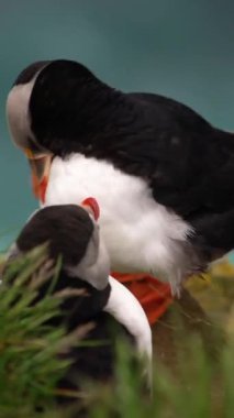 Atlantik martısı, İzlanda 'daki Auk familyasından bir deniz kuşu türüdür. İzlanda, Norveç, Faroe Adaları, Kanada 'daki Labrador bu marihuananın büyük kolonisi olarak bilinir..