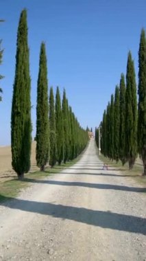 Yavaş çekim dengeli çekim - Tuscany yolu boyunca sürücünün POV 'u tarafından İtalya' nın kırsal kesiminde ünlü selvi ağaçları kürek çekiyor. Selvi ağacı, İtalya 'yı ziyaret eden turistler için Toskana' nın imzasını tanımladı.