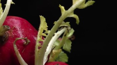Dilimlenmiş taze turpun yakın çekimi siyah arka planda patlar. Canlı kırmızı et, karanlığa karşı bir işaret. Bu basit kompozisyon turpların eşsiz güzelliğini vurguluyor. Geliştirilebilir.