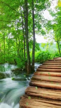 Hırvatistan 'ın Plitvice Gölü' ndeki ilkbahar ahşap yolunun sinemadaki videosu. Rahatlama arka planı için sakin doğa manzarası .
