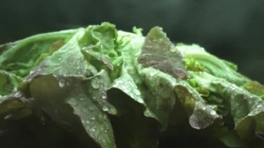 Makrografi, taze marul yaprakları siyah arka planda göze çarpar, çarpıcı bir görsel kontrast yaratır. Her yakın çekim marulun karmaşık detaylarını ve dokusunu yakalar. Geliştirilebilir.