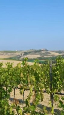 Toskana İtalya 'da üzüm bağı manzarası. Toskana, Sangiovese üzümünden yapılan en önemli şarap bölgelerine ev sahipliği yapar. Toskana 'daki üzüm bağları aynı zamanda tepeler ve üzüm bağları manzarası da sunuyor..