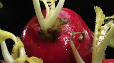 Macrography of radishes steal the spotlight against a bold black background. Each radish is meticulously captured in stunning detail, showcasing its vibrant colors and unique texture. Comestible. clipart