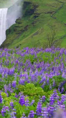 Yazın İzlanda kırsalındaki görkemli Skogafoss Şelalesi manzarası. Skogafoss şelalesi İzlanda ve Avrupa 'nın en ünlü doğal ve turistik beldesidir..