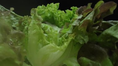 Makrografi, taze marul yaprakları siyah arka planda göze çarpar, çarpıcı bir görsel kontrast yaratır. Her yakın çekim marulun karmaşık detaylarını ve dokusunu yakalar. Geliştirilebilir.