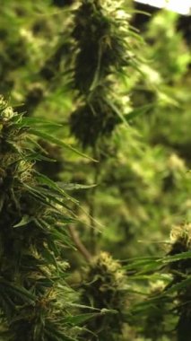 Tıbbi kenevir ürünleri için kenevir tarlasında esrar bitkisi. Kapalı tarım çiftliği, sağlık ve ilaç kullanımları için yüksek kaliteli tıbbi esrar üretimi sunmaktadır. .