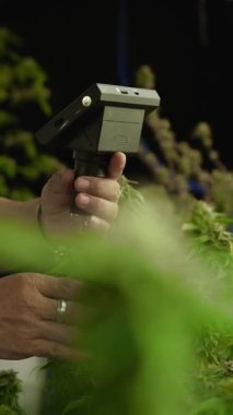 Esrar çiftçisi esrar ürünleri üretmek için hasat etmeden önce CBD 'yi tedavi edici esrar çiftliğinde analiz etmek için mikroskop kullanır
