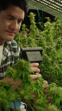 Esrar çiftçisi esrar ürünleri üretmek için hasat etmeden önce CBD 'yi tedavi edici esrar çiftliğinde analiz etmek için mikroskop kullanır