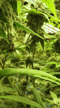 Cannabis plant in curative cannabis weed farm for medical cannabis product . The indoor agriculture farm provide high quality medicinal cannabis production for health care and medicine uses .