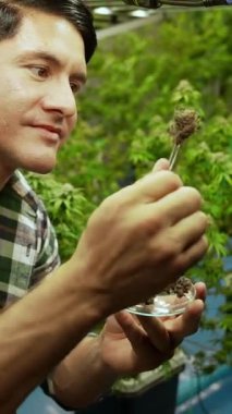 Marihuana çiftçisi marihuana tomurcuklarını marihuana ürünleri üretmeden önce tedavi edici marihuana çiftliğinde test eder.
