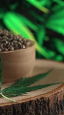 Ahşap kasede bulunan kenevir tohumu bahçedeki yetiştirilmiş kenevir bitkisinin bulanık arka planına sahip yasal yetiştirme tesisinde, kapalı alandaki kenevir tarlasında. Tıbbi amaçlar için kapalı alandaki çiftlikte kenevir tohumu..