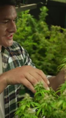 Esrar çiftçisi esrar ürünleri üretmek için hasat etmeden önce CBD 'yi tedavi edici esrar çiftliğinde analiz etmek için mikroskop kullanır