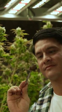 Marihuana çiftçisi marihuana tomurcuklarını marihuana ürünleri üretmeden önce tedavi edici marihuana çiftliğinde test eder.
