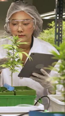 Bilimadamı esrar ürünlerini üretmek için hasat etmeden önce kapalı alan esrar çiftliğinde bilimsel ekipmanlarla test etmektedir