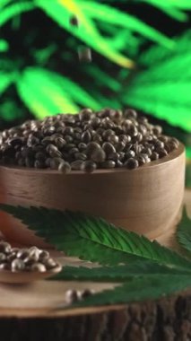 Kenevir tohumları kasedeki marihuana tohumu yığınına düşüp zıplıyor ve kenevir bitkisinin arka planında yakın plan çekimleri yapıyor. Tıbbi ürün için yasallaştırılmış kenevir tohumu ve kenevir CBD yağı