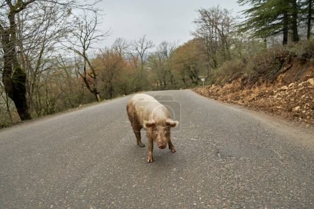 Foto de El cerdo doméstico camina solo por el camino. - Imagen libre de derechos