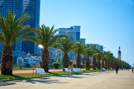 La moderna ciudad turística de Georgia Batumi. Una línea ordenada de palmeras en el terraplén.