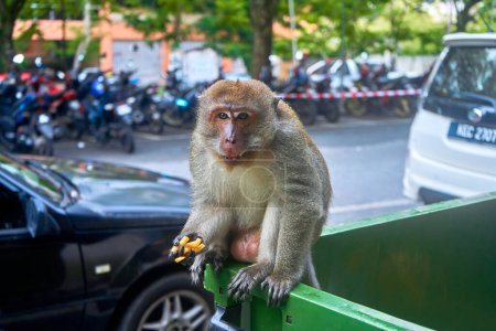 Téléchargez les photos : Le singe sauvage mange une frite qu'il a trouvée dans la poubelle. Ne me filme pas pendant que je mange. Le singe mange de la restauration rapide de la poubelle. - en image libre de droit