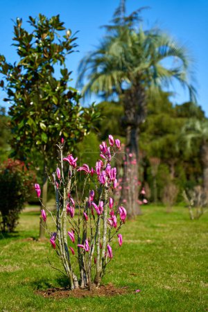 Photo for Blooming mangolia flowers in a manicured garden. - Royalty Free Image